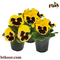 بذور زهرة بانسي الصفراء - بنفسج الثالوث(Viola x wi...