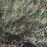 بذور الرمث ( جملة )