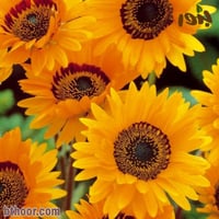 بذور زهرة فنديم دكرينس ألوان متعددة( venidium decu...