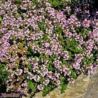 بذور الزعتر البلدي ( Thymus vulgaris )