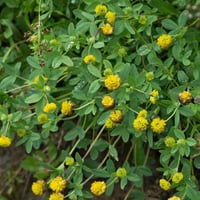 بذور عشبة النفل (Trifolium)