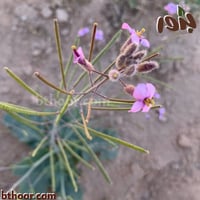 بذور اليهق ( الجرجير البري) - Diplotaxis acris