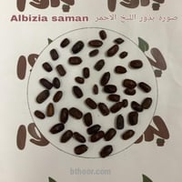 بذور شجرة ألبيزيا سامان - اللبخ الأحمر ( Albizia s...