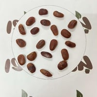 بذور شجرة ماغنوليا Magnolia grandiflora