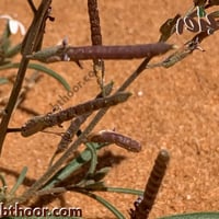 بذور الغريراء ( Ermobium lineare )