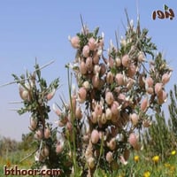 بذور القتاد ( Astragalus spinosus )