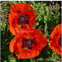 بذور الديدحان البرتقالي المحمر (papaver Orientale)