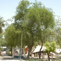 بذور شجرة السدر البلدي ( Ziziphus spina-christi )