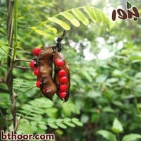 بذور شجرة مرجان الغابة (Adenanthera pavonina)