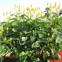 بذور شجيرة كاسيا ألاتا - كاسيا شمعدان أصفر ( Senna...