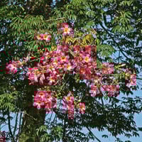 بذور شجرة الكوريزيا‬ (Chorisia speciosa)