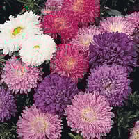 بذور زهرة النجمية ( Callistephus chinensis )