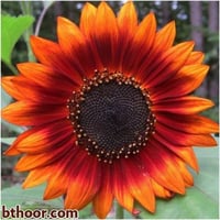 بذور دوار الشمس ألوان متعددة (Helianthus annuus)