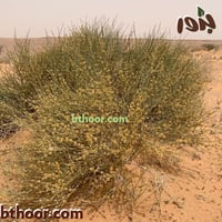 بذور العلندى الصفراء-العدام الأصفر (Ephedra transi...