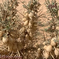 بذور القتاد ( Astragalus spinosus )