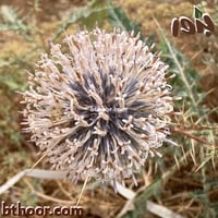 بذور الخرشف او شدق الجمل (Echinops glaberrimus)