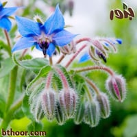 بذور خبز النحل - لسان الثور ( جملة )