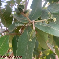 بذور ترمناليا‬ ‫ارجوان‬ ‫(Terminalia arjuna)