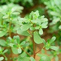 بذور الرجلة - Portulaca oleracea