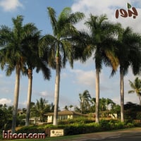 بذور نخيل ملوكي - جملة (1 Roystonea regia )