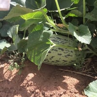 بذور شمام روسي ( Cucumis mel )