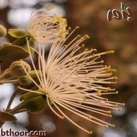 بذور شجرة السرح-المرو (Maerua crassifolia)