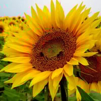 بذور دوار الشمس ( Helianthus annuus )