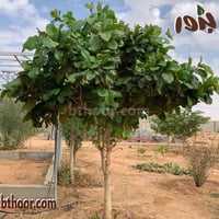 بذور اللوز الحساوي-اللوز البحريني ( Terminalia cat...