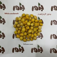 بذور شجرة الزنزلخت(Melia azedarach)
