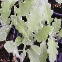 بذور زهرة ملكة الحقل (اركتوتس) Arctotis fastuosa