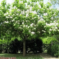 بذور شجرة الكاتالبا (Catalpa speciosa)