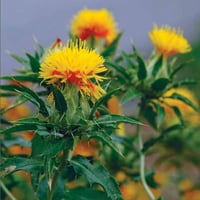 بذور العصفر ( القرطم ) carthamus tinctorius