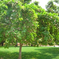بذور شجرة البونجاميا‬ - Millettia pinnata