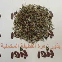 بذور زهرة القطيفة المخملية - Tagetes