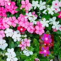 بذور زهرة البفتة ألوان متعددة(Catharanthus roseus...