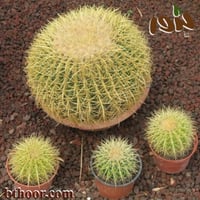 بذور صبار عمة القاضي (Echinocactus grusonii)