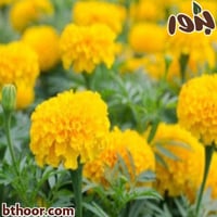 بذور زهرة القطيفة جملة أللوان متعددة