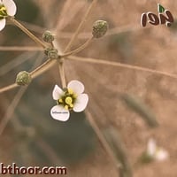 بذور عشبة القليقلان-القلقل ( Savignya Parviflora )