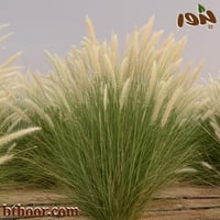 بذور الحلفاء او عشبة النافورة البيضاء