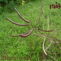 بذور كاسيا اوكدنتاليس - كاسيا بلدي-Senna-occidenta...