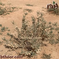 بذور القتاد ( Astragalus spinosus )