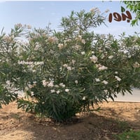 بذور دفلى - الدفله بيضاء مخطط وردي (Pinkish white...