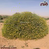بذور نبات العرفج ( Rhanterium epapposum )