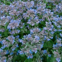 بذور خبز النحل(Borage officinalis)