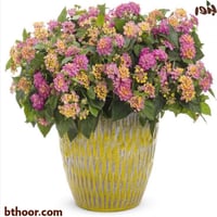 بذور زهرة لانتانا كمارا ألوان متعددة (ام كلثوم) La...