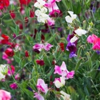 ‫بذور بسلة الزهور - البسلة العطرية ‬( Lathyrus odo...