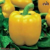 بذور فلفل بارد اصفر ( Capsicum annuum.yellow )