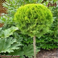 بذور التويا-الثويا ( Platycladus orientalis )