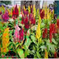 بذور زهرة عرف الديك ( جملة )