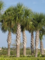 بذور نخيل السابال (ذيل الطاووس‬) Sabal palmetto